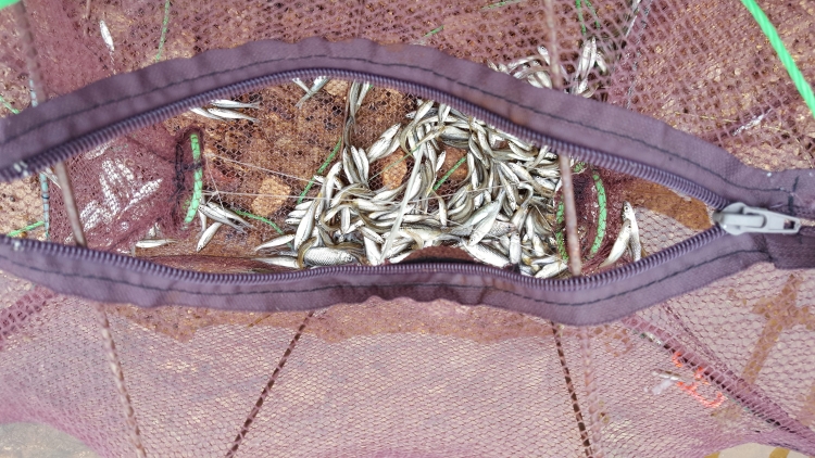 item_81732_1500778294.jpg